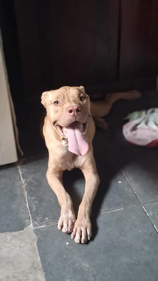 Cachorro raça Pit-Bull idade 1 ano nome Bruce