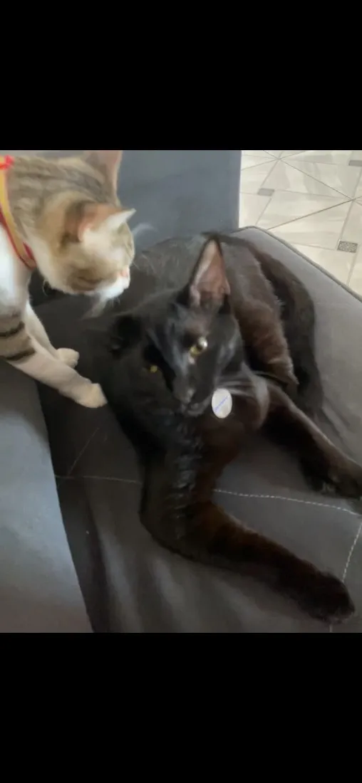 Gato raça SRD-ViraLata idade 1 ano nome Lady