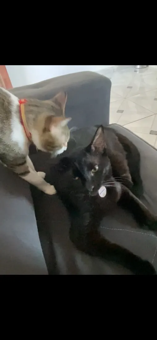 Gato raça SRD-ViraLata idade 1 ano nome Lady