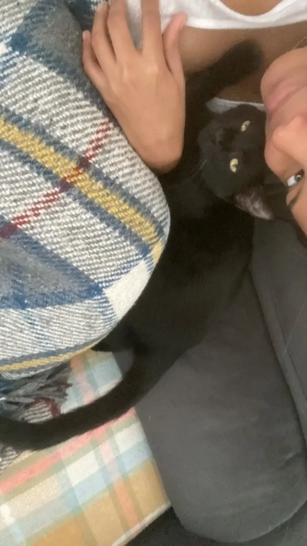 Gato raça SRD-ViraLata idade 1 ano nome Lady