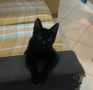Gato raça SRD-ViraLata idade 1 ano nome Lady