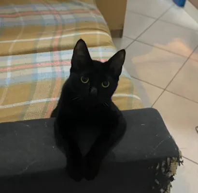 Gato raça SRD-ViraLata idade 1 ano nome Lady