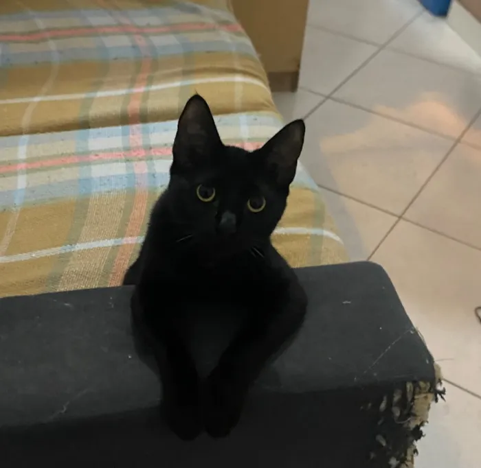 Gato raça SRD-ViraLata idade 1 ano nome Lady