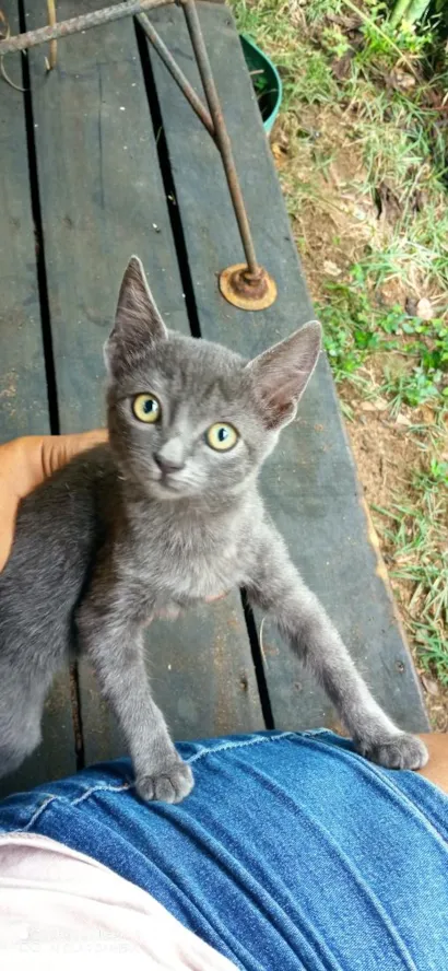 Gato raça SRD-ViraLata idade 2 a 6 meses nome Sua escolha