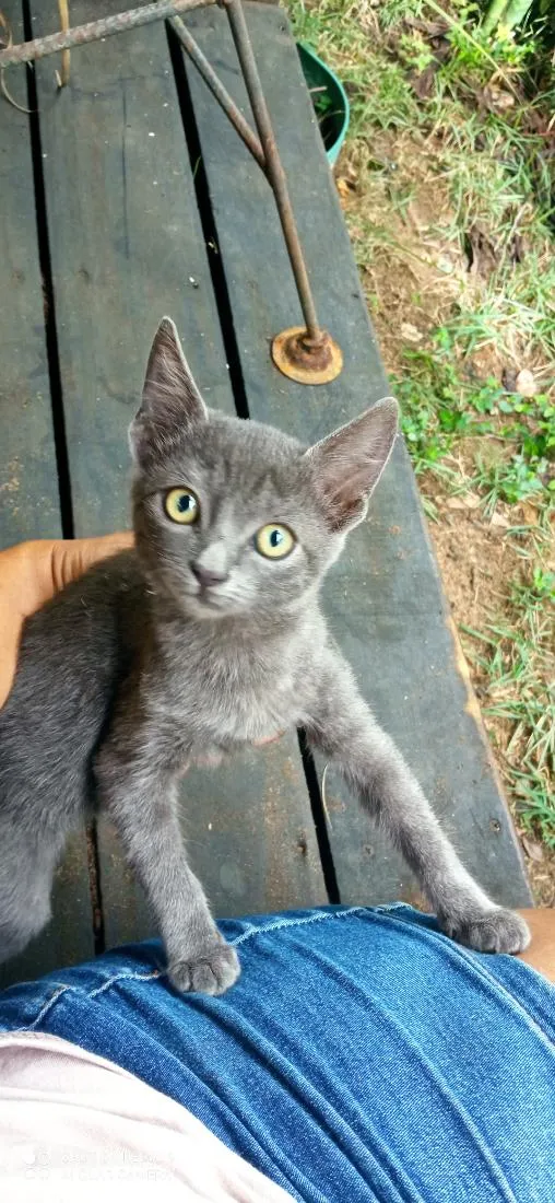 Gato raça SRD-ViraLata idade 2 a 6 meses nome Sua escolha