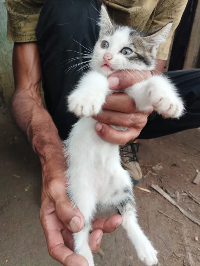 Gato raça SRD-ViraLata idade 2 a 6 meses nome Sua escolha