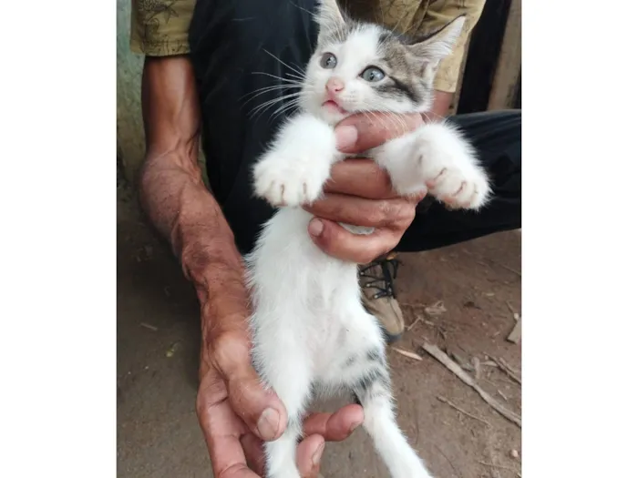 Gato raça SRD-ViraLata idade 2 a 6 meses nome Sua escolha