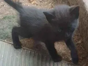 Gato raça SRD-ViraLata idade Abaixo de 2 meses nome panterinha 