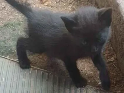 Gato raça SRD-ViraLata idade Abaixo de 2 meses nome panterinha 