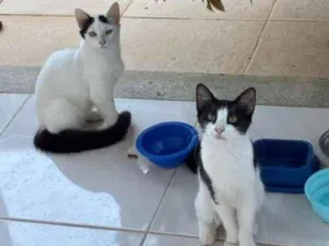 Gato raça SRD-ViraLata idade 2 a 6 meses nome sem nomes ainda. 