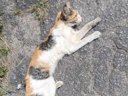 Gato raça SRD-ViraLata idade 2 a 6 meses nome Mira