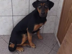 Cachorro raça SRD-ViraLata idade 1 ano nome lili