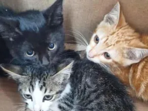 Gato raça SRD-ViraLata idade Abaixo de 2 meses nome Giovane, Donatelo e Michelangelo