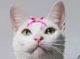 Clarice 