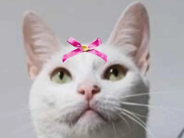 Gato raça SRD-ViraLata idade 7 a 11 meses nome Clarice 