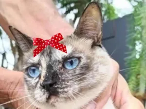Gato raça SRD-ViraLata idade 7 a 11 meses nome Maisa 