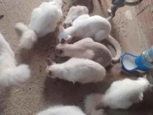 Gato raça SRD-ViraLata idade 2 a 6 meses nome não tem nomes 