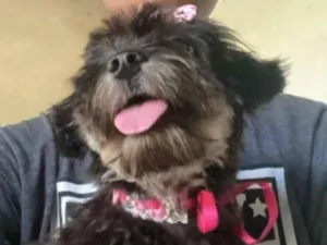 Cachorro raça Poodle idade 2 anos nome Kiara