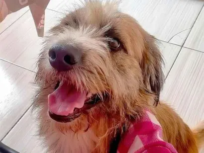 Cachorro raça SRD-ViraLata idade 2 anos nome Astolfo