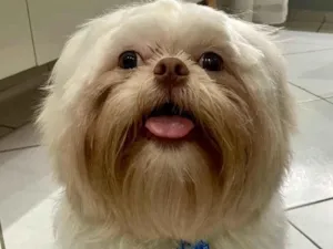 Cachorro raça Shitzu idade 7 a 11 meses nome EEVEE