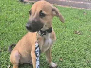 Cachorro raça SRD-ViraLata idade 2 a 6 meses nome Pluto