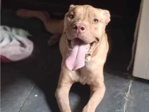 Cachorro raça Pit-Bull idade 1 ano nome Bruce
