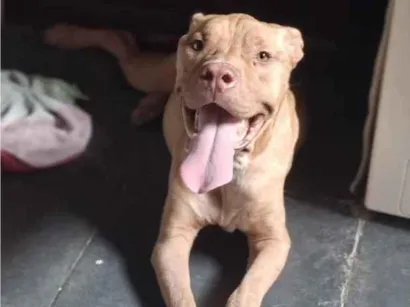 Cachorro raça Pit-Bull idade 1 ano nome Bruce