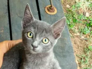 Gato raça SRD-ViraLata idade 2 a 6 meses nome Sua escolha