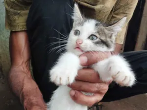 Gato raça SRD-ViraLata idade 2 a 6 meses nome Sua escolha