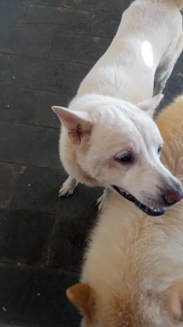 Cachorro raça SRD-ViraLata idade 5 anos nome Arlequina