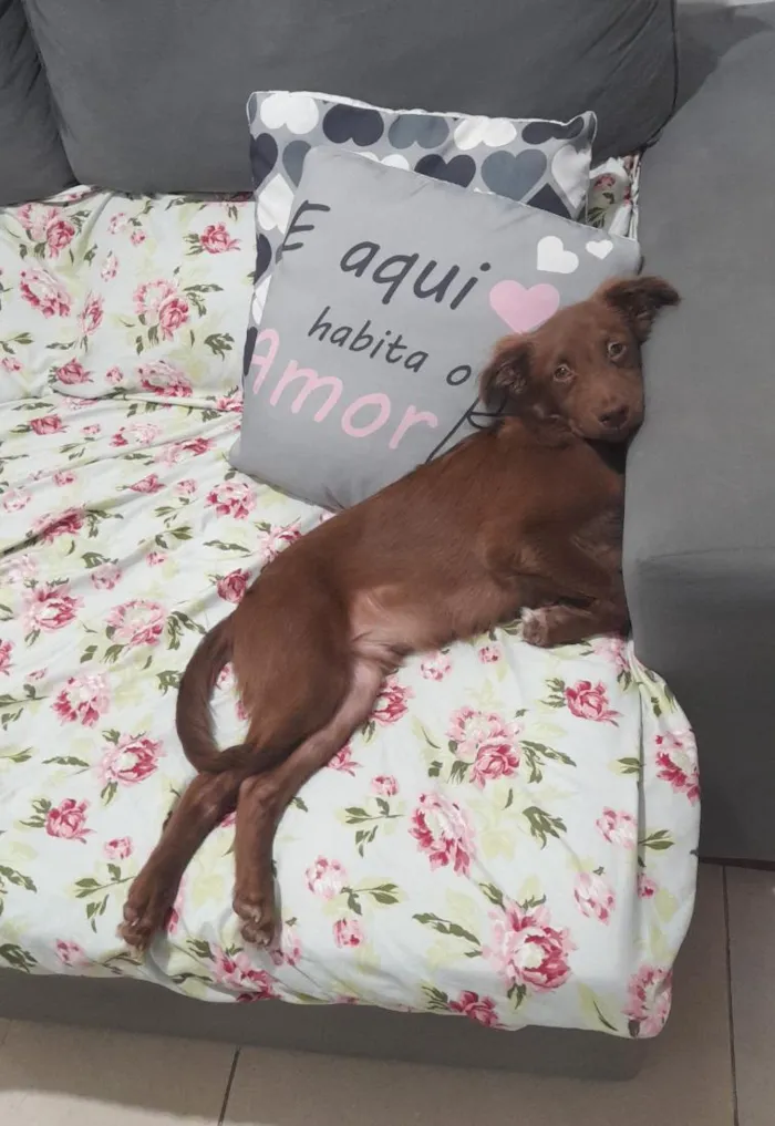 Cachorro raça SRD-ViraLata idade 7 a 11 meses nome Scooby