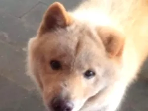 Cachorro raça SRD-ViraLata idade 4 anos nome Thanus