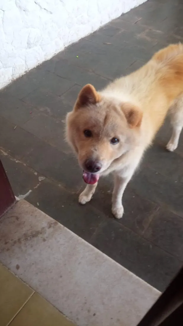 Cachorro raça SRD-ViraLata idade 4 anos nome Thanus