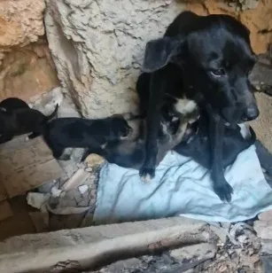 Cachorro raça SRD-ViraLata idade Abaixo de 2 meses nome pretinha