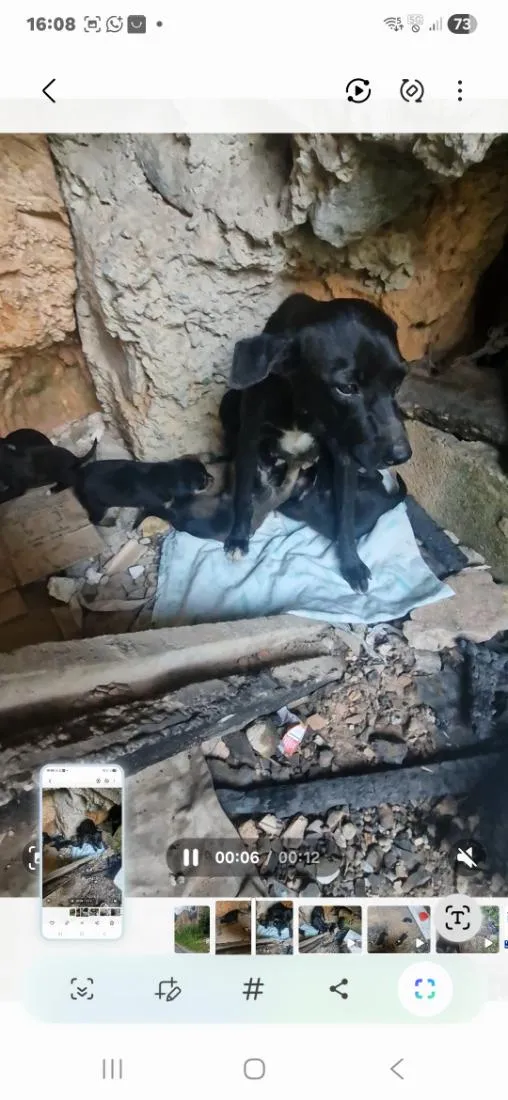 Cachorro raça SRD-ViraLata idade Abaixo de 2 meses nome pretinha
