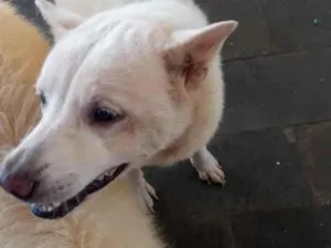 Cachorro raça SRD-ViraLata idade 5 anos nome Arlequina