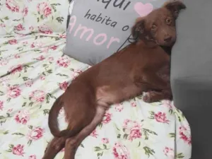 Cachorro raça SRD-ViraLata idade 7 a 11 meses nome Scooby