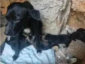 Cachorro raça SRD-ViraLata idade Abaixo de 2 meses nome pretinha