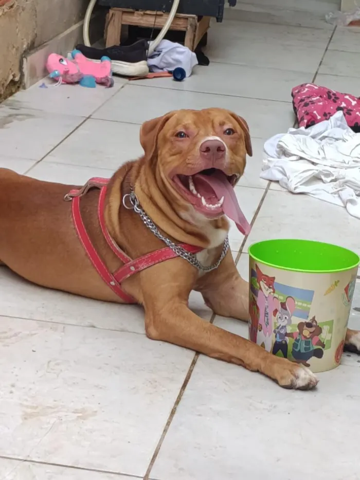 Cachorro raça Pit-Bull idade 7 a 11 meses nome Xavante