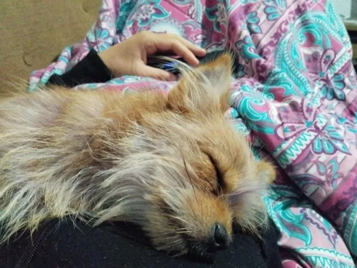 Cachorro raça SRD-ViraLata idade 7 a 11 meses nome Skank