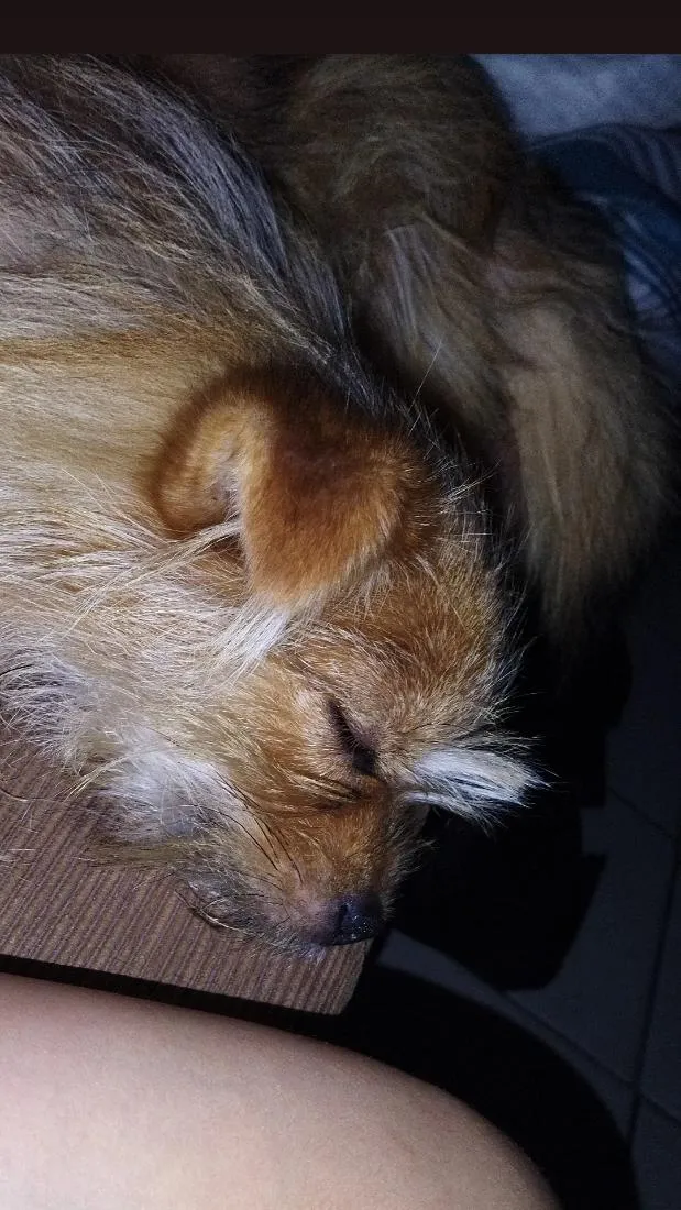 Cachorro raça SRD-ViraLata idade 7 a 11 meses nome Skank
