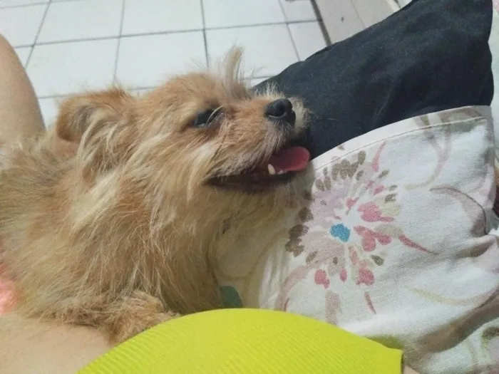 Cachorro raça SRD-ViraLata idade 7 a 11 meses nome Skank