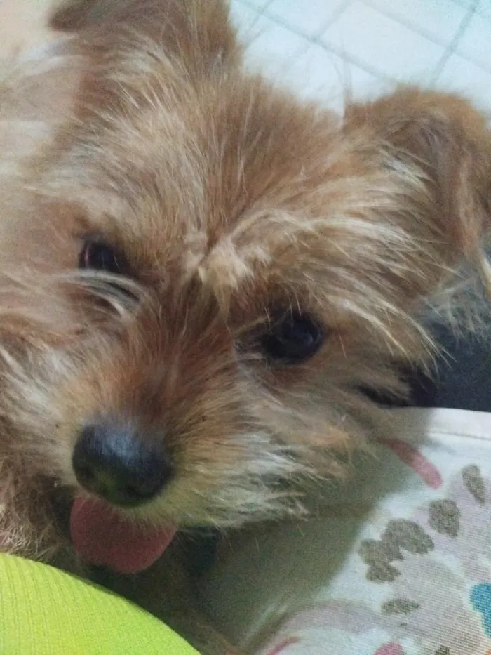 Cachorro raça SRD-ViraLata idade 7 a 11 meses nome Skank