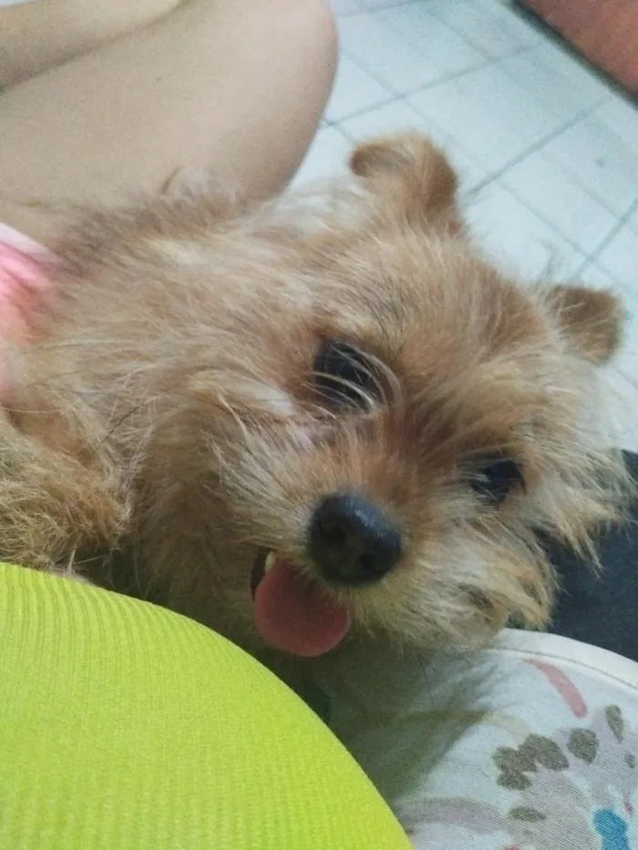 Cachorro raça SRD-ViraLata idade 7 a 11 meses nome Skank