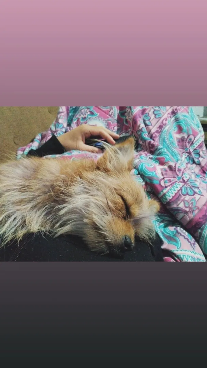 Cachorro raça SRD-ViraLata idade 7 a 11 meses nome skank