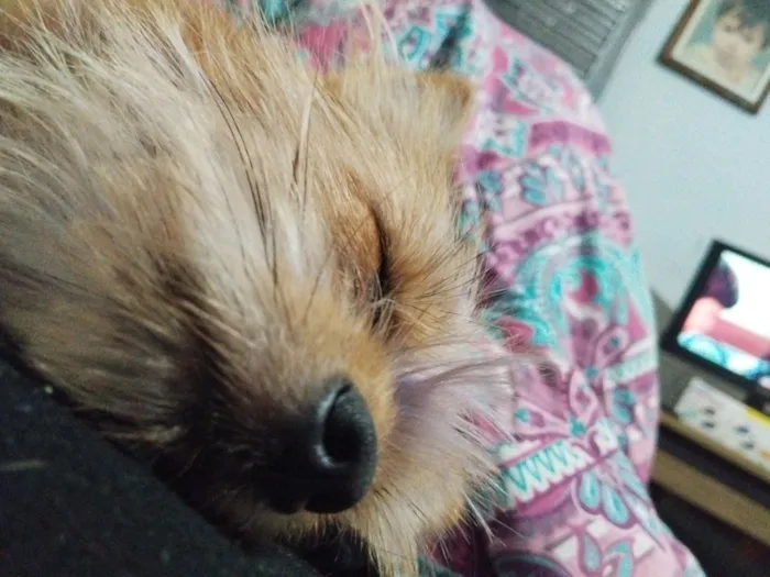 Cachorro raça SRD-ViraLata idade 7 a 11 meses nome skank