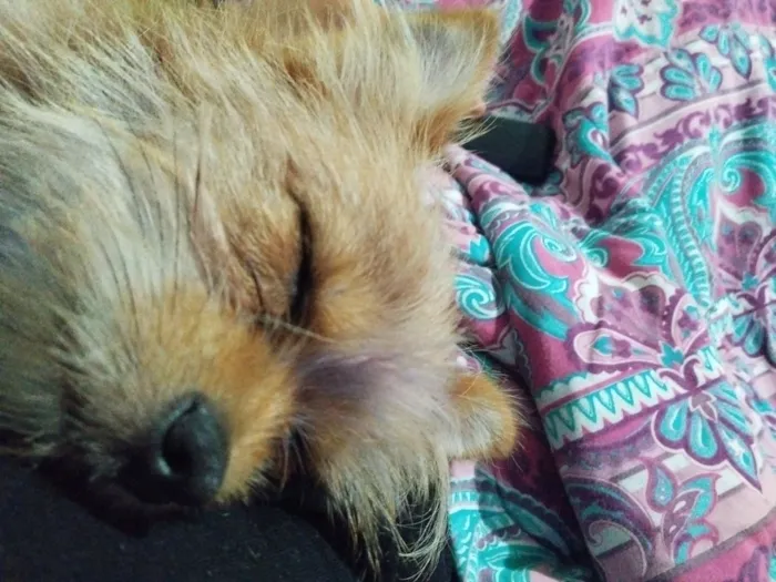 Cachorro raça SRD-ViraLata idade 7 a 11 meses nome skank