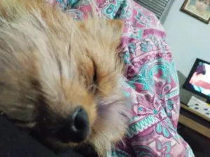 Cachorro raça SRD-ViraLata idade 7 a 11 meses nome skank