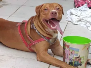 Cachorro raça Pit-Bull idade 7 a 11 meses nome Xavante
