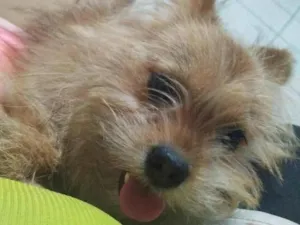Cachorro raça SRD-ViraLata idade 7 a 11 meses nome Skank